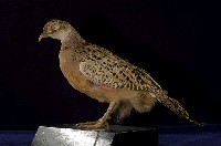 藏品(日本環頸雉)的圖片